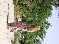 ressie wonderful kitten at the texas beaches