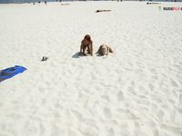 Damp Hair and Kneeling Sand on a Bright Nude Beach Dune