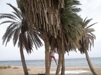 Taisia